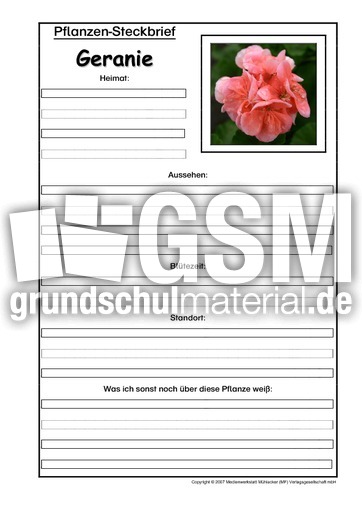 Pflanzensteckbrief-Geranie.pdf